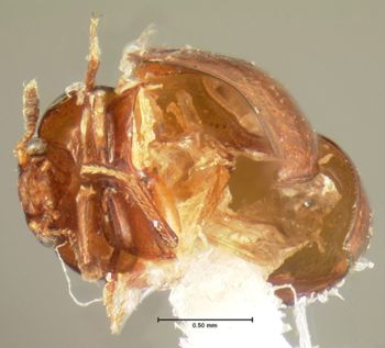 Media type: image;   Entomology 3177 Aspect: habitus ventral view